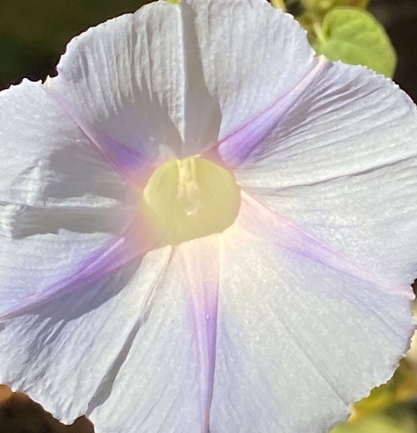 Morning Glory (2021, Sep.19) - ZORELE Ipomoea