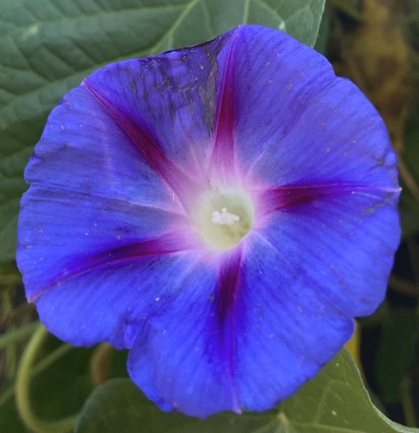 Morning Glory (2021, Sep.19) - ZORELE Ipomoea