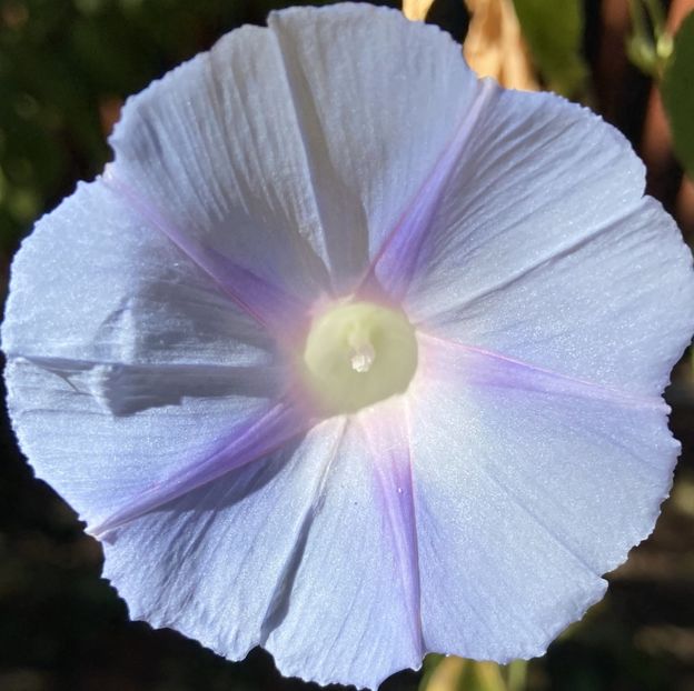 Morning Glory (2021, Sep.19) - ZORELE Ipomoea