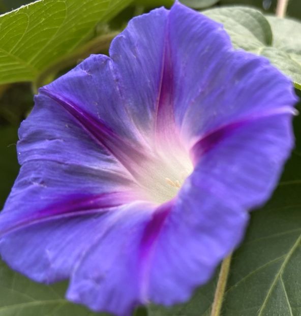 Morning Glory (2021, Sep.20) - ZORELE Ipomoea