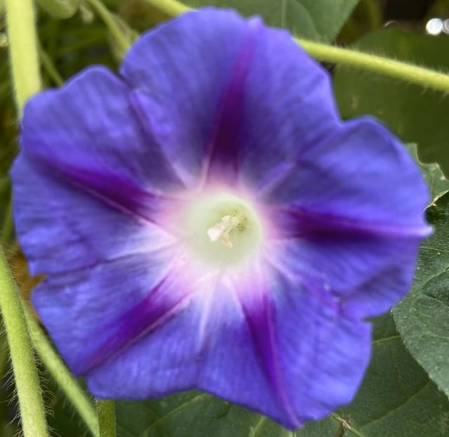 Morning Glory (2021, Sep.20) - ZORELE Ipomoea