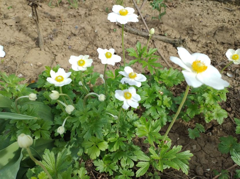  - Flori de gradină-2024