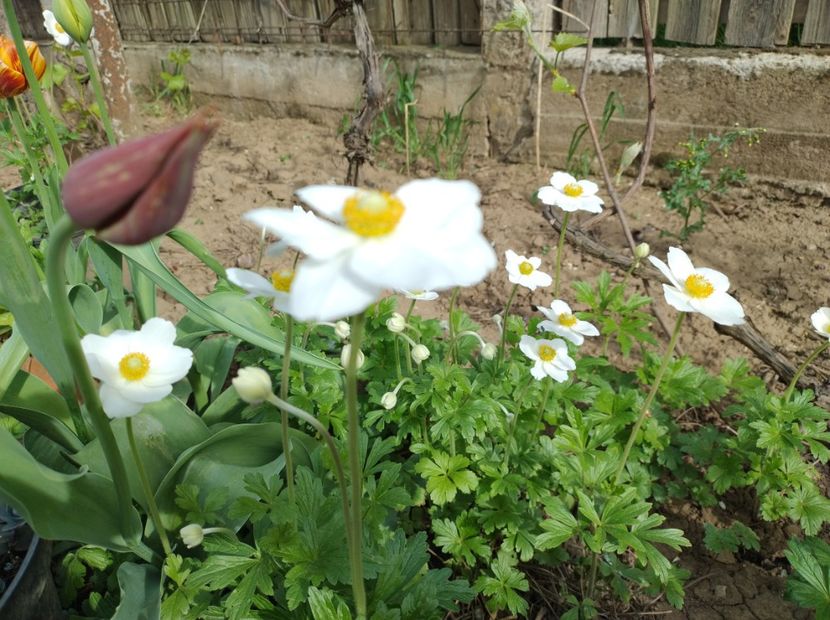  - Flori de gradină-2024