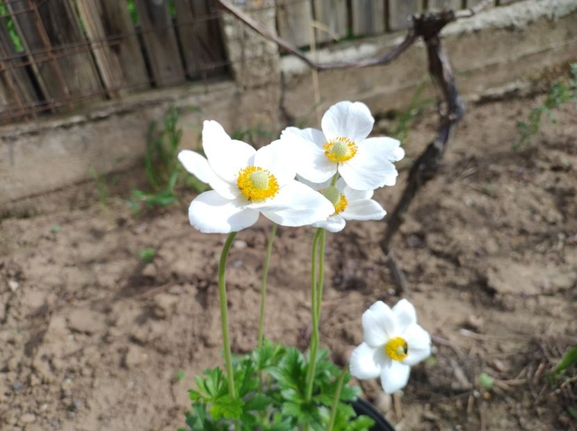  - Flori de gradină-2024