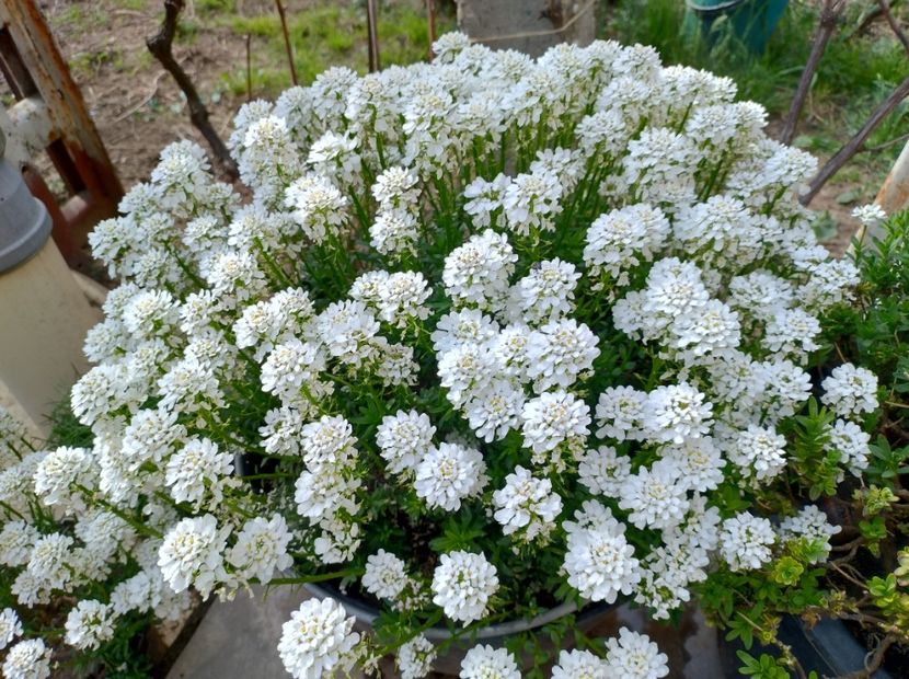  - Flori de gradină-2024