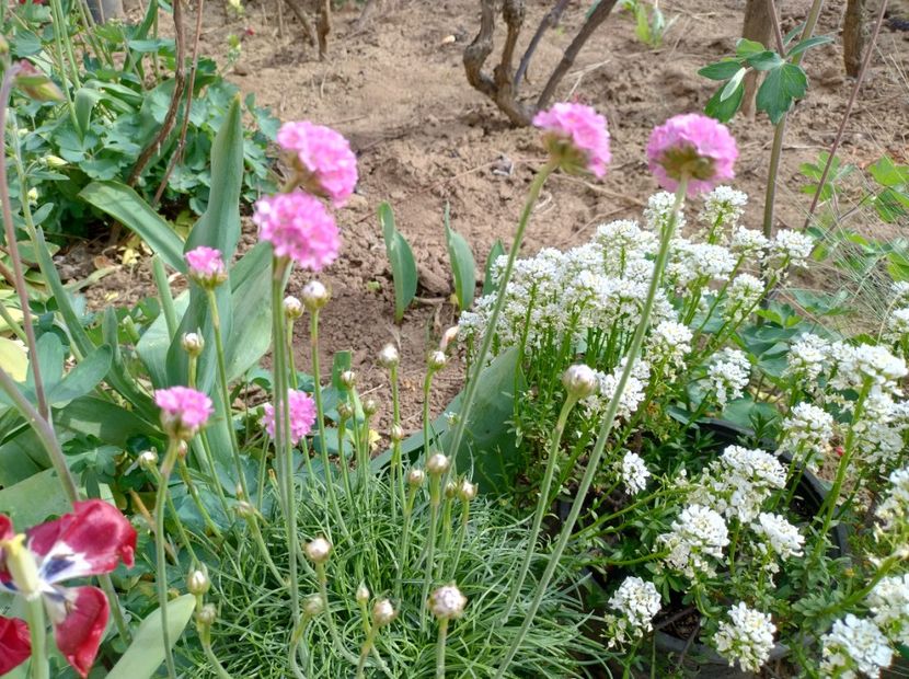  - Flori de gradină-2024