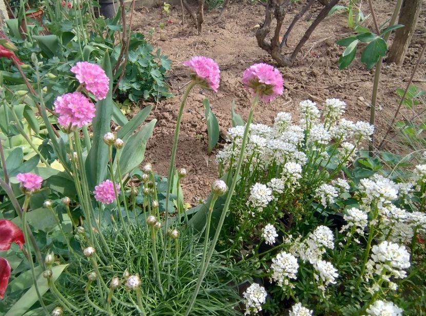  - Flori de gradină-2024