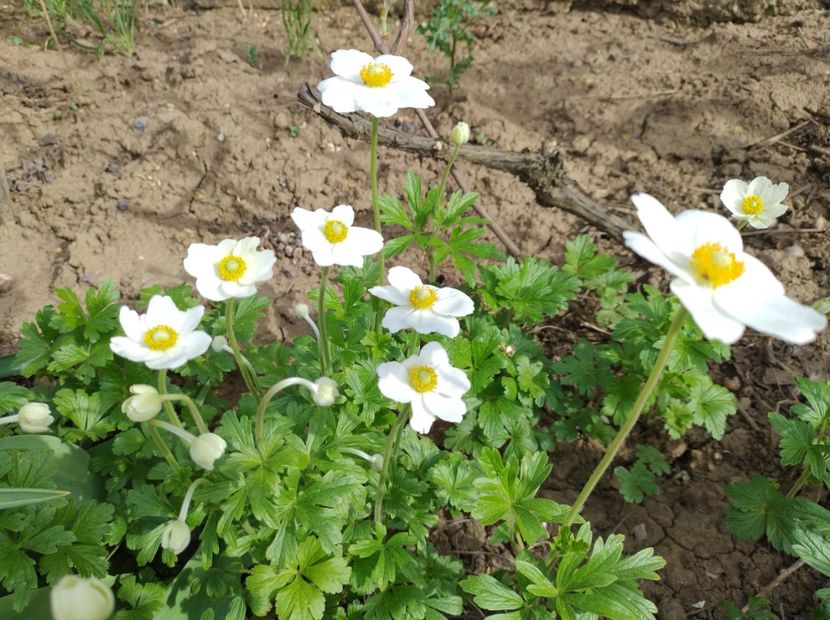  - Flori de gradină-2024