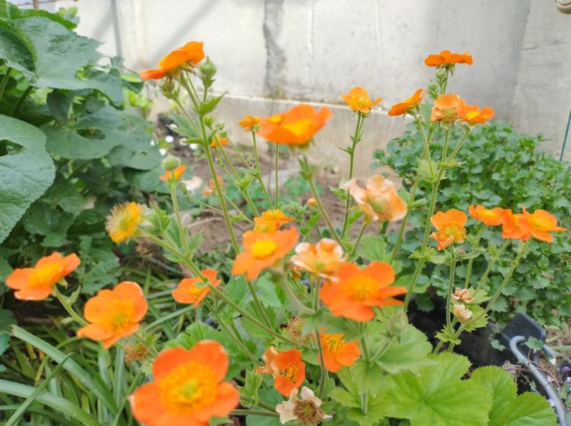  - Flori de gradină-2024