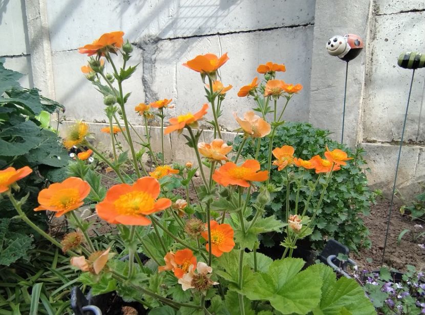  - Flori de gradină-2024