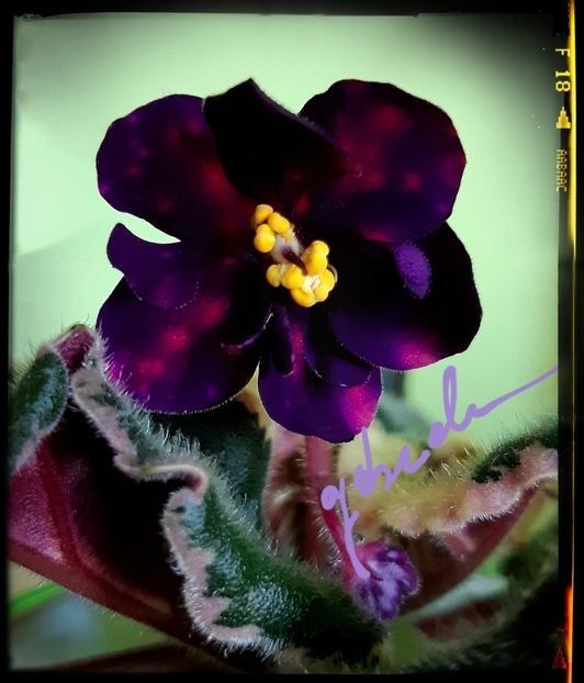 VaT Zvezdochet - AA Frunze de violete epuizat