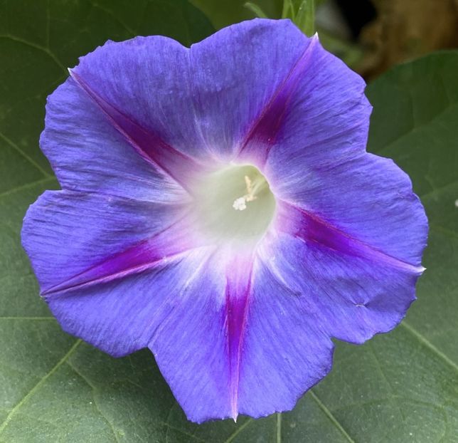 Morning Glory (2021, Sep.21) - ZORELE Ipomoea