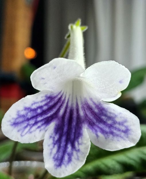  - STREPTOCARPUS