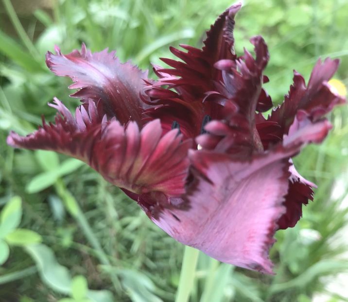 Tulip Black Parrot (2021, May 01) - Tulipa Black Parrot