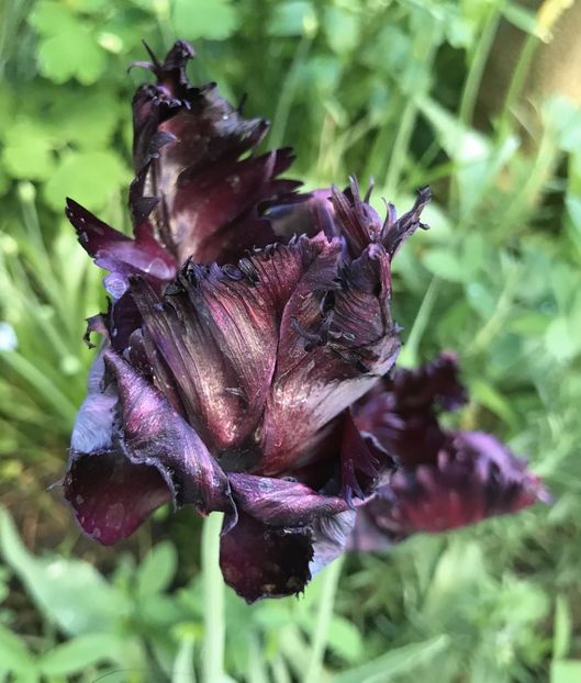 Tulip Black Parrot (2021, May 10) - Tulipa Black Parrot
