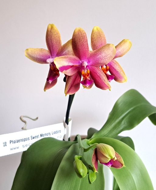  - Phalaenopsis 2