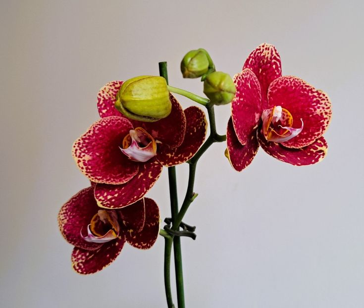  - Phalaenopsis 2