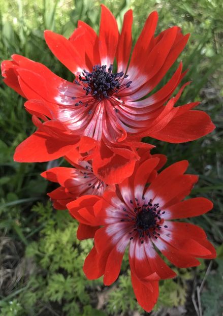 Anemone The Governor (2021 April 30) - Anemone The Governor