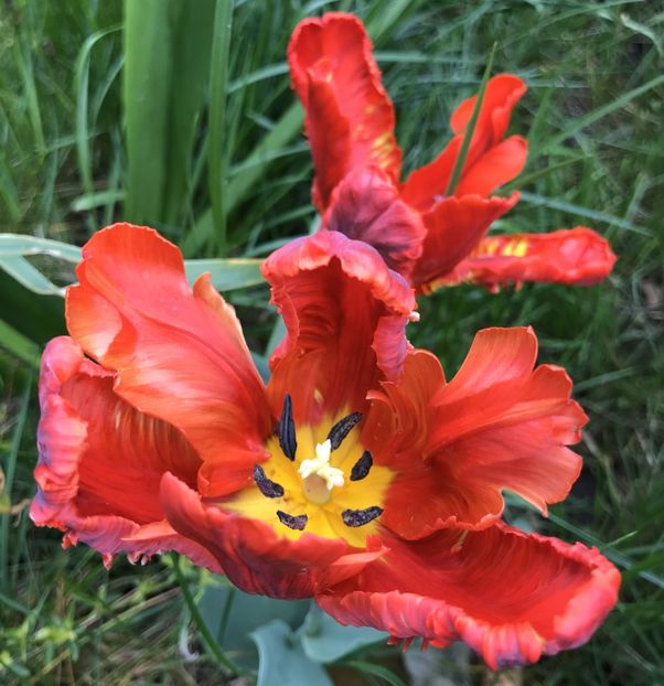 Tulip Rococo (2021, May 01) - Tulipa Rococo Parrot