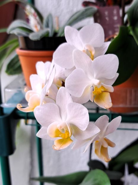  - Mini phalaenopsis