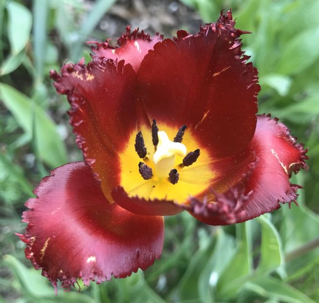 Tulip Pacific Pearl (2021, April 30) - Tulipa Pacific Pearl