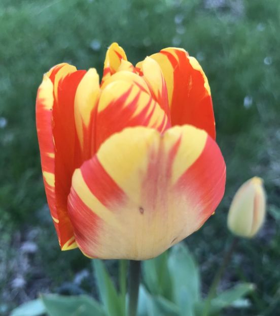 Tulip Banja Luka (2021, April 22) - Tulipa Banja Luka