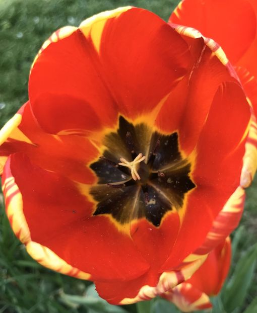 Tulip Banja Luka (2021, April 30) - Tulipa Banja Luka