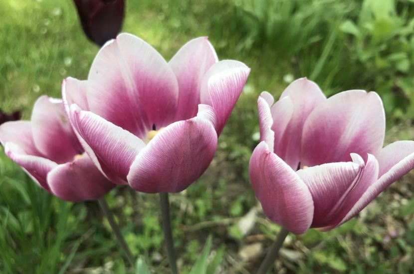 Tulipa Synaeda Blue (2021, April 30) - Tulipa Synaeda Blue