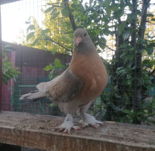 Pui 2024 - Jucători de Takla 2021