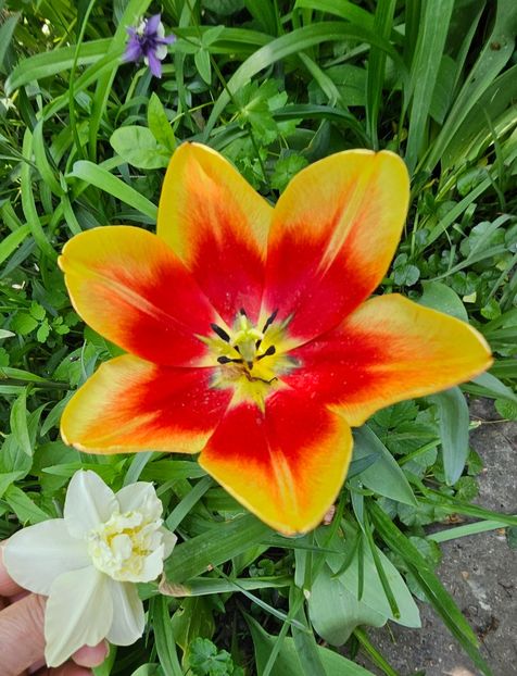  - Narcise 2018 24 25