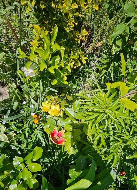  - Narcise 2018 24 25