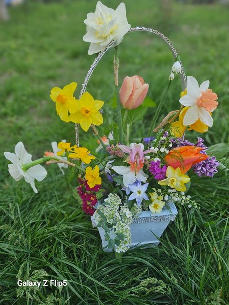  - Narcise 2018 24 25