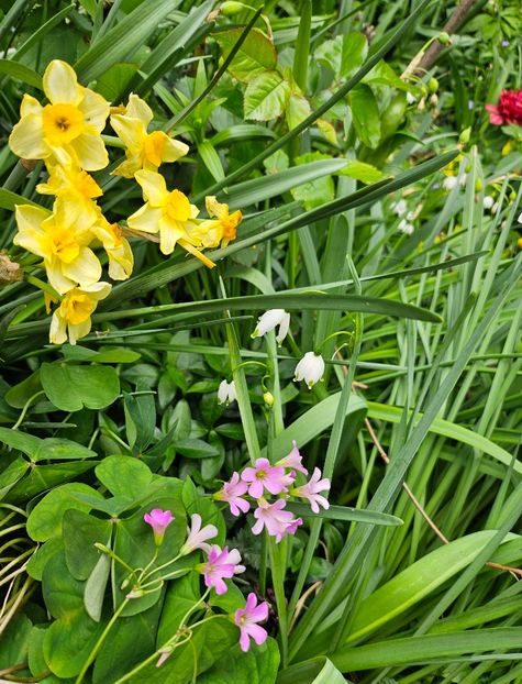  - Narcise 2018 24 25