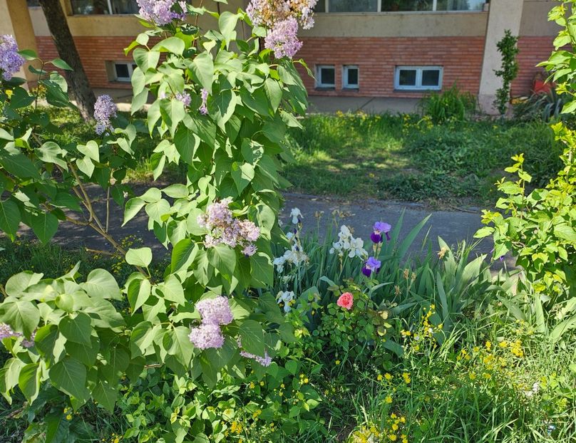  - Arbusti 2017 23 24