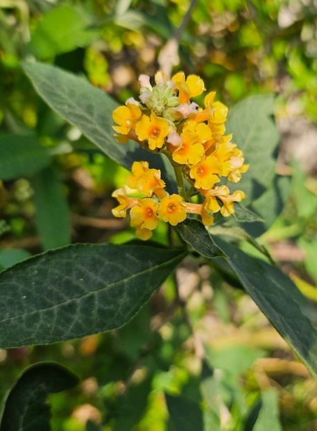  - Arbusti 2017 23 24