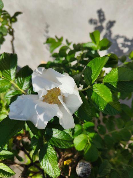 Rosa rugosa alba(măceș japonez) - Gradina si terasa PrimaLuce__11-Hello 2024