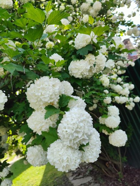 Viburnum opulus(călin) - Gradina si terasa PrimaLuce__11-Hello 2024