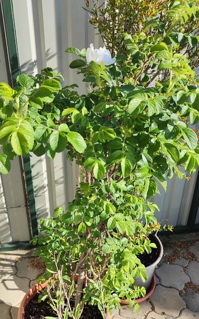 Rosa rugosa alba(măceș japonez) - Gradina si terasa PrimaLuce__11-Hello 2024