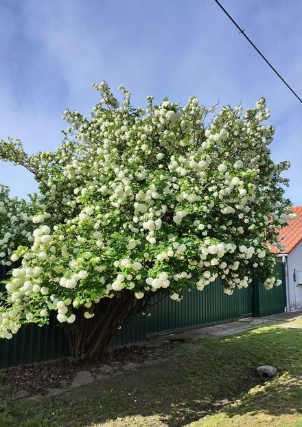 Viburnum opulus(călin) - Gradina si terasa PrimaLuce__11-Hello 2024