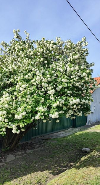 Viburnum opulus(călin) - Gradina si terasa PrimaLuce__11-Hello 2024