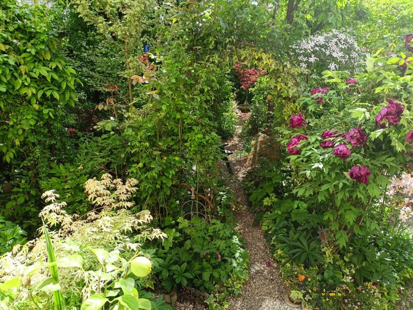  - Grădina 2024 continuare 1