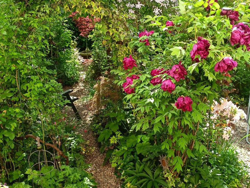  - Grădina 2024 continuare 1