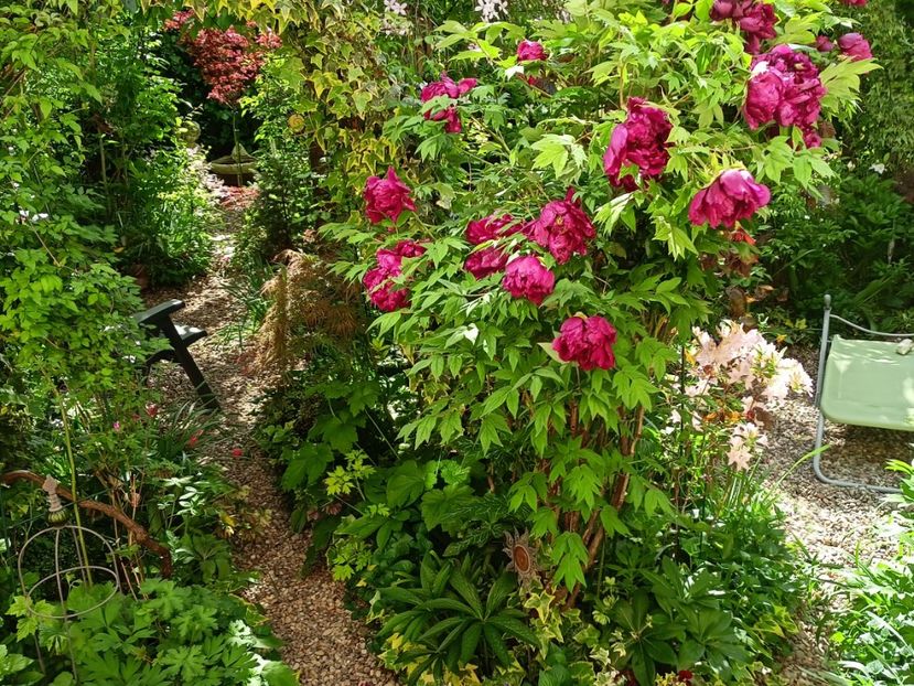  - Grădina 2024 continuare 1