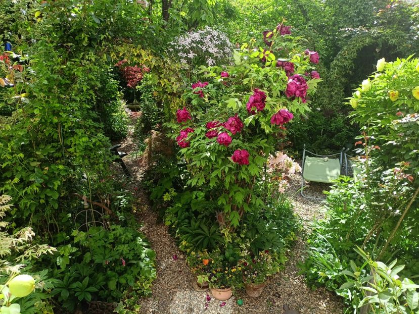  - Grădina 2024 continuare 1