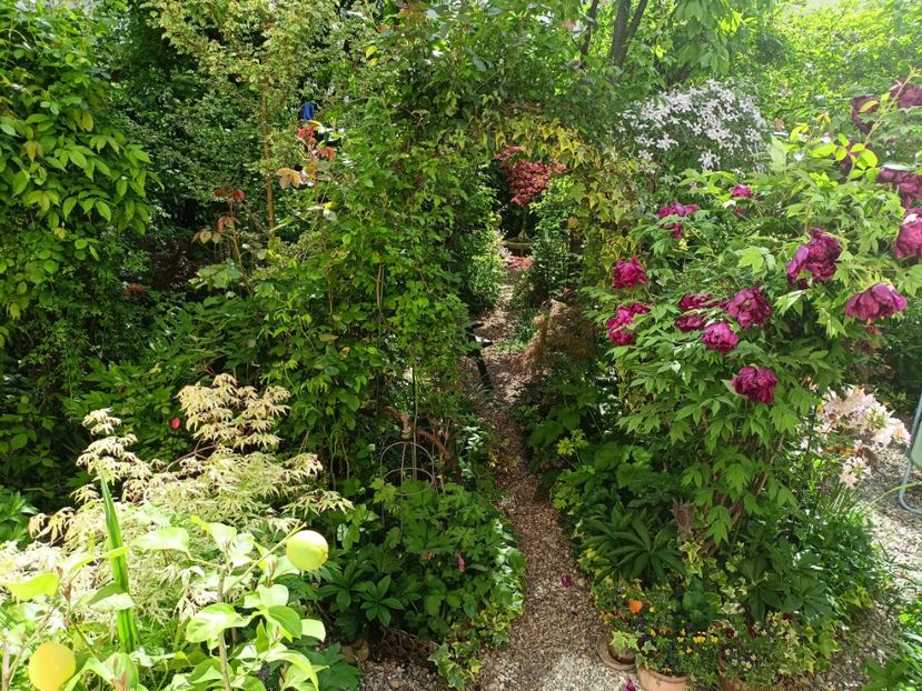  - Grădina 2024 continuare 1