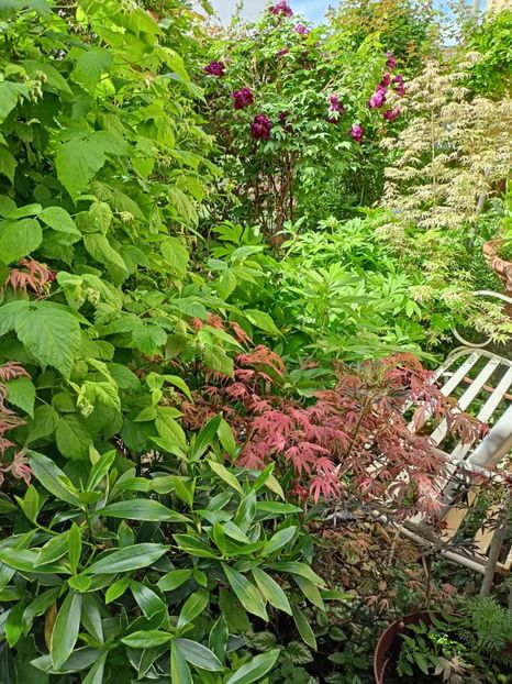 Shirazz și Ukigumo - Grădina 2024 continuare 1