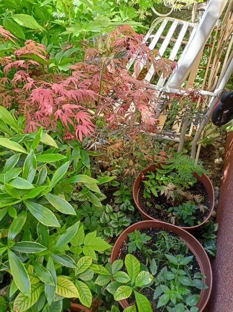 Shirazz - Grădina 2024 continuare 1