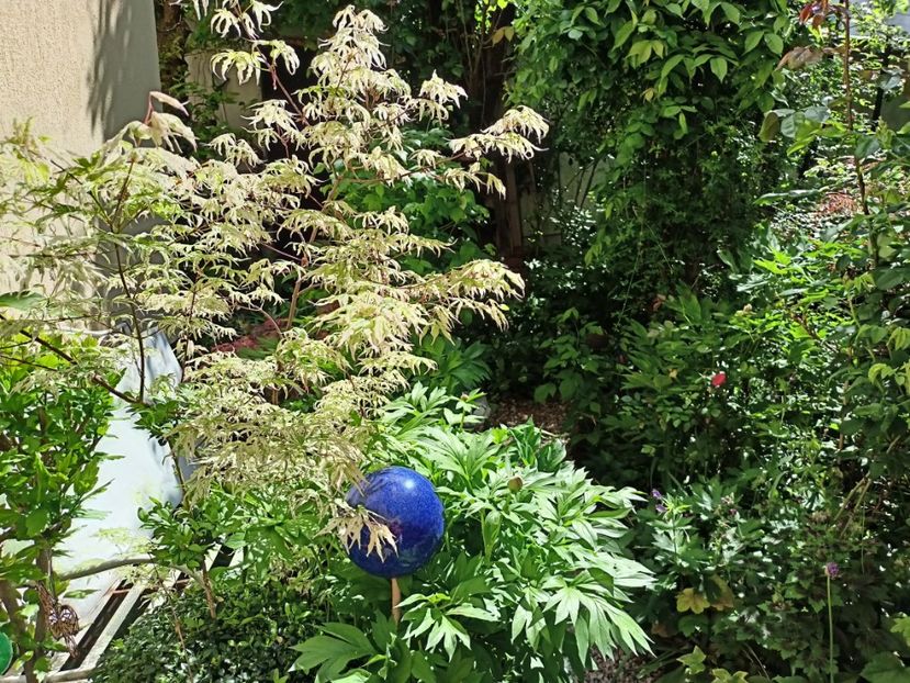  - Grădina 2024 continuare 1