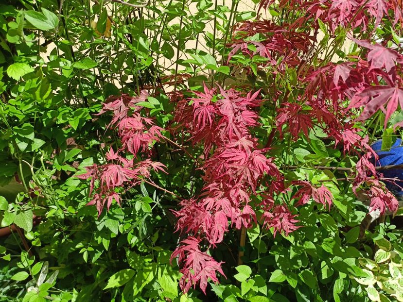 Geisha Gone Wild - Grădina 2024 continuare 1