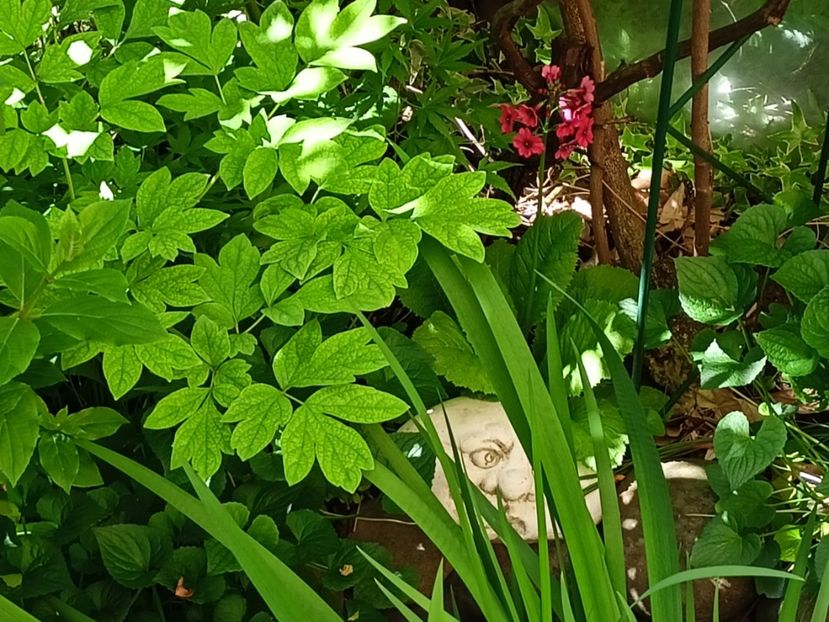  - Grădina 2024 continuare 1